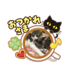 サーくんモカくんリンくんスタンプ（個別スタンプ：4）