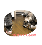 サーくんモカくんリンくんスタンプ（個別スタンプ：8）