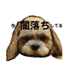 小龍のふわふわスタンプ（個別スタンプ：2）