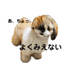 小龍のふわふわスタンプ（個別スタンプ：6）