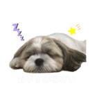 小龍のふわふわスタンプ（個別スタンプ：8）