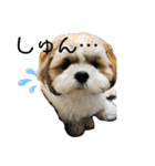 小龍のふわふわスタンプ（個別スタンプ：9）
