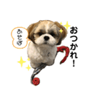 小龍のふわふわスタンプ（個別スタンプ：10）