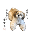小龍のふわふわスタンプ（個別スタンプ：12）
