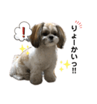 小龍のふわふわスタンプ（個別スタンプ：14）