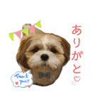 小龍のふわふわスタンプ（個別スタンプ：15）