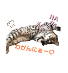 茶々丸ハク（個別スタンプ：2）