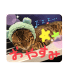 茶々丸ハク（個別スタンプ：4）