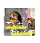茶々丸ハク（個別スタンプ：5）