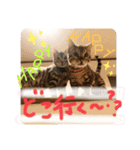 茶々丸ハク（個別スタンプ：7）