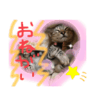 茶々丸ハク（個別スタンプ：8）