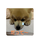 ポメラニアン   ほくちゃんDays（個別スタンプ：5）
