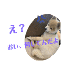 ポメラニアン   ほくちゃんDays（個別スタンプ：9）