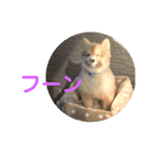 ポメラニアン   ほくちゃんDays（個別スタンプ：13）