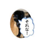 ウチのレオン（個別スタンプ：14）