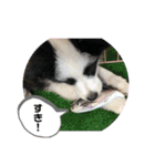 ケロレオ8（個別スタンプ：27）