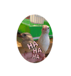 トイプーはくたんと文鳥のおまけ（個別スタンプ：7）