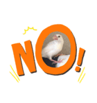 トイプーはくたんと文鳥のおまけ（個別スタンプ：8）