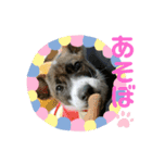 わがやのこた（個別スタンプ：5）