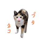 ツキヤヤ3（個別スタンプ：4）