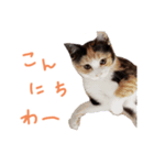 ツキヤヤ3（個別スタンプ：7）