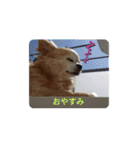 ウチの おいさん（個別スタンプ：2）