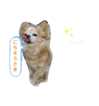 ウチの おいさん（個別スタンプ：10）