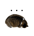 いつもふきげんなねこ（個別スタンプ：3）
