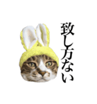 いつもふきげんなねこ（個別スタンプ：5）
