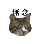 いつもふきげんなねこ（個別スタンプ：8）