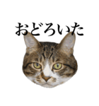 いつもふきげんなねこ（個別スタンプ：9）