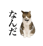 いつもふきげんなねこ（個別スタンプ：10）