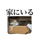 いつもふきげんなねこ（個別スタンプ：11）