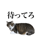 いつもふきげんなねこ（個別スタンプ：12）