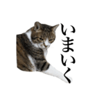 いつもふきげんなねこ（個別スタンプ：13）
