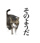 いつもふきげんなねこ（個別スタンプ：15）