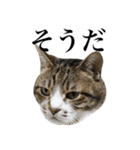 いつもふきげんなねこ（個別スタンプ：16）