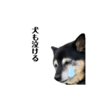 実は私、犬飼ってます2（個別スタンプ：1）
