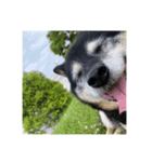 実は私、犬飼ってます2（個別スタンプ：5）