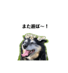 実は私、犬飼ってます2（個別スタンプ：11）