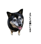 実は私、犬飼ってます2（個別スタンプ：13）