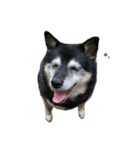 実は私、犬飼ってます2（個別スタンプ：14）