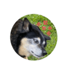 実は私、犬飼ってます2（個別スタンプ：15）