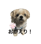シーズー犬「ミッキー」の日常スタンプ（個別スタンプ：2）