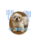 シーズー犬「ミッキー」の日常スタンプ（個別スタンプ：7）