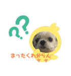 シーズー犬「ミッキー」の日常スタンプ（個別スタンプ：9）