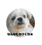 シーズー犬「ミッキー」の日常スタンプ（個別スタンプ：14）