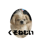 シーズー犬「ミッキー」の日常スタンプ（個別スタンプ：15）