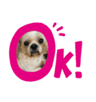 シーズー犬「ミッキー」の日常スタンプ（個別スタンプ：19）