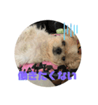 シーズー犬「ミッキー」の日常スタンプ（個別スタンプ：24）